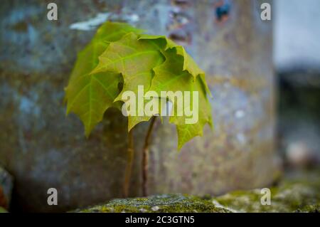 jeune érable au printemps Banque D'Images