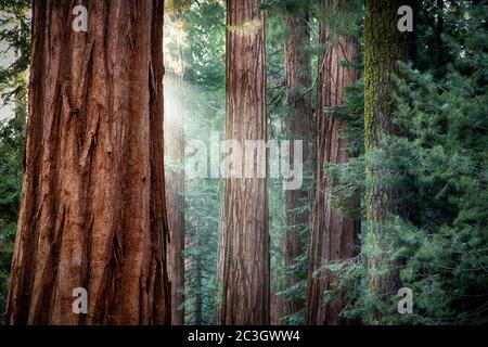 Lumière du soleil tôt le matin dans les Sequoias de Mariposa Grove, Yosemite National Park, Californie, États-Unis Banque D'Images