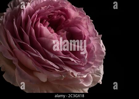 Jolie rose rose sur fond noir Banque D'Images