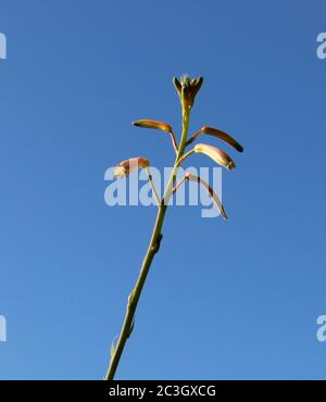 Plante de vera d'aloès avec des fleurs roses gros plan sur un fond bleu ciel Banque D'Images