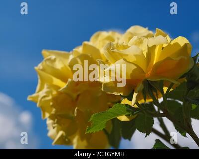 Macro de roses jaunes devant le ciel bleu Banque D'Images