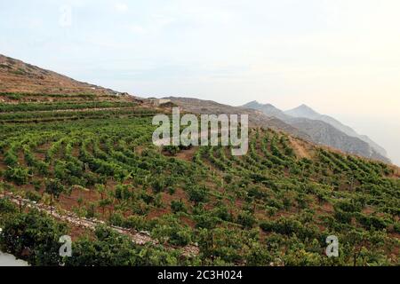 Grèce, la belle île de Sikinos. Vue sur les champs en terrasse sur une colline au crépuscule. Vignes cultivées sur les pentes. Banque D'Images