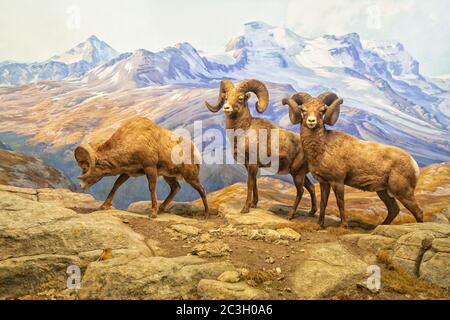 Diorama du mouflon d'Amérique du Nord dans Hall of North American Mammals in American Museum of Natural History, New York Banque D'Images