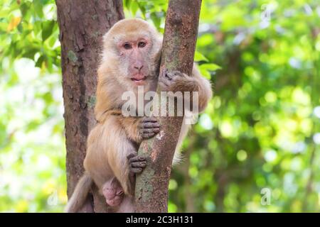 Un petit singe mignon assis dans un arbre Banque D'Images