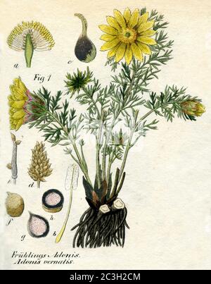 Oeil de faisan, oeil de faisan de printemps, oeil de faisan jaune et faux hellebore / Adonis vernalis / Adonisröschen, Frühlings- / Botan book, 1850) Banque D'Images