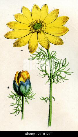 Oeil de faisan, oeil de faisan de printemps, oeil de faisan jaune et faux hellebore / Adonis vernalis / Adonisröschen, Frühlings- / livre botanique, ) Banque D'Images