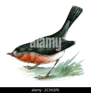 European Robin / erithacus rubecula / Rotkehlchen / livre de zoologie, 1913) Banque D'Images