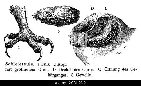 Hibou de la grange / Tyto alba / Schleiereule (livre de zoologie, 1928) Banque D'Images