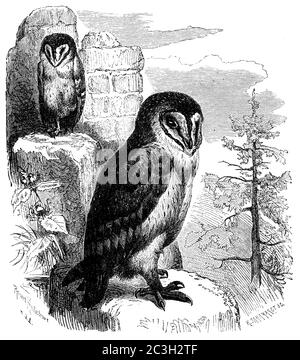 Hibou de la grange / Tyto alba / Schleiereule (livre de zoologie, 1870) Banque D'Images