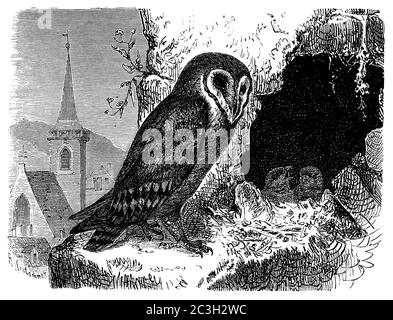 Hibou de la grange / Tyto alba / Schleiereule (livre de biologie, 1903) Banque D'Images