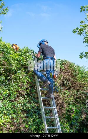 Un chirurgien d'arbre ou un arboricien utilise des outils électriques pour tailler une haie élevée. Banque D'Images