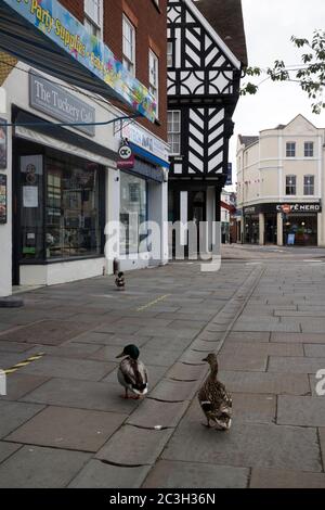 Des canards colverts se sont errants dans le centre-ville de Warwick lors de l'isolement de Covis-19 en 2020, Warwickshire, Angleterre, Royaume-Uni Banque D'Images