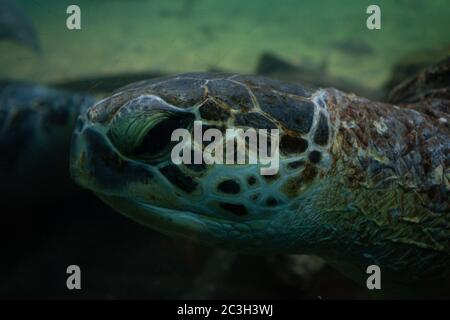 Gros plan d'une belle tortue Banque D'Images