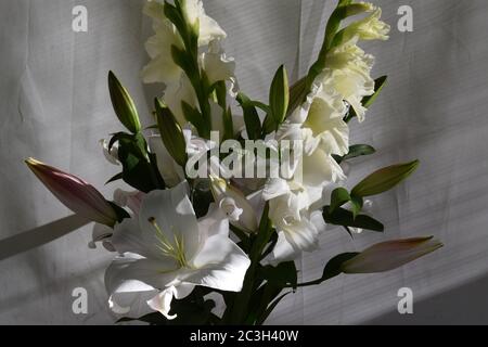 Bouquet de lys Zambési et glaïeuls White Prosperity Banque D'Images