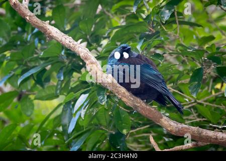 TUI perchée sur une branche de la réserve faunique Zealandia, Wellington, Île du Nord, Nouvelle-Zélande Banque D'Images