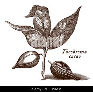 Branche avec les feuilles et les fruits de l'arbre de cacao avec le nom scientifique illustré theobroma cacao, après une gravure du XVIIIe siècle Illustration de Vecteur