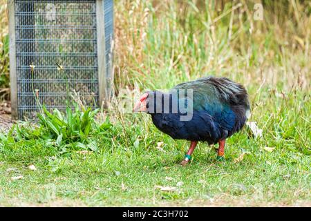 L'oiseau Takahé. Un oiseau sans vol indigène de Nouvelle-Zélande photographié près de Wellington Banque D'Images