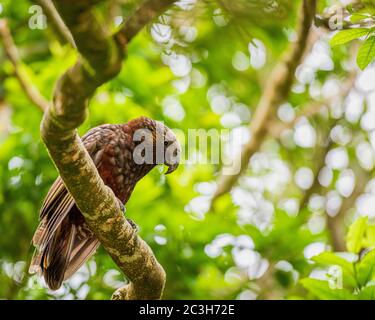 Le Kaka, perroquet forestier, trouvé dans toute la Nouvelle-Zélande et photographié près de Wellington. Banque D'Images