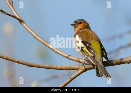 un chaffinch (fringilla coelebs) assis dans des branches d'arbre en plein soleil avec ciel bleu Banque D'Images