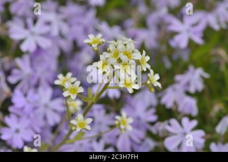 Saxifraga dans un jardin de pierre Banque D'Images