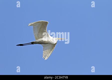 Grand oiseau adulte en vol Banque D'Images