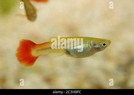 GuppY (Poecilia reticulata) Banque D'Images