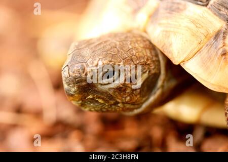 Tortue d'Hermann (Testudo hermanni boettgeri) Banque D'Images