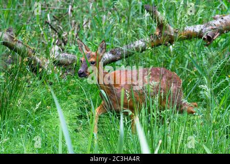 Un cerf de Roe solitaire marche à travers les bois en plein air avec de l'herbe verte longue avec des branches d'arbre déchus en arrière-plan. Banque D'Images