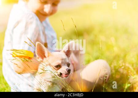 Le chien Chihuahua mange de l'herbe avec un enfant qui rit de près. Petit garçon caucasien heureux et cultivé assis avec un chiot par beau temps dans le parc sur l'herbe et p Banque D'Images