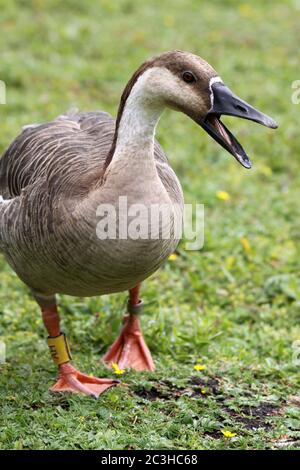 Swan goose (Anser cygnoides) Banque D'Images