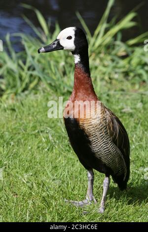 White-faced (Dendrocygna viduata) Banque D'Images