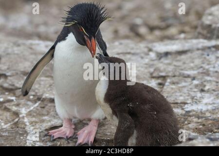 Adult Rockhopper Penguin (Eudyptes chrysocome) feeding a nearly fully grown chick on the cliffs of Bleaker Island in the Falkland Islands. Stock Photo