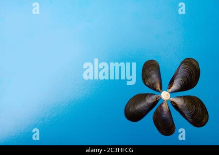 Magnifiques coquillages noirs sur fond bleu, texture et fond Banque D'Images