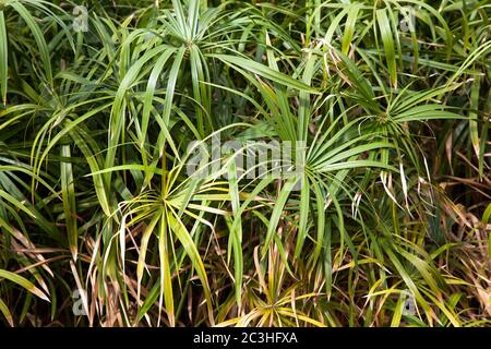 Un fond de plantes papyrus. Le papyrus a été utilisé par les anciens Égyptiens pour faire une forme de papier, qui est encore produite aujourd'hui. Banque D'Images