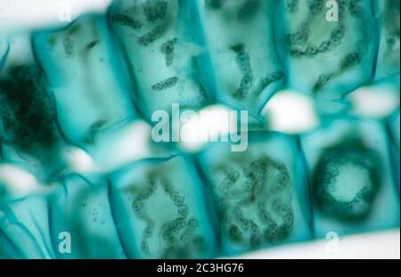 Spirogyra algues d'eau douce, vue au microscope Banque D'Images