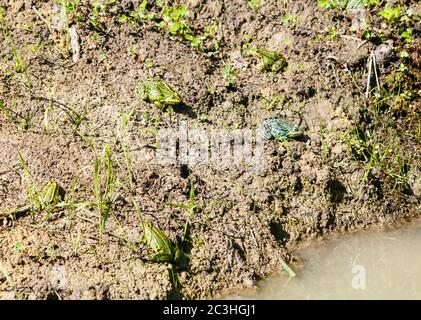 cinq grenouilles vertes se prélassant au soleil, assis sur le rivage d'un étang le jour ensoleillé de l'été Banque D'Images