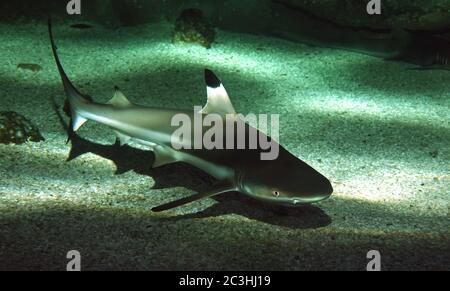 Le requin récif de corail à pointe noire, Carcharhinus melanopterus. Banque D'Images