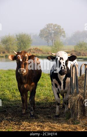 Une paire de vaches en plein soleil tôt le matin Banque D'Images