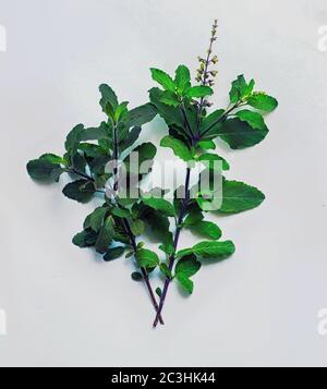 Feuilles de Tulsi organiques isolées sur fond blanc Banque D'Images