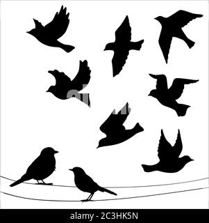 Ensemble de silhouettes d'oiseaux - vol, assis. Illustration de Vecteur
