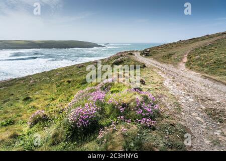 Armeria maritima la mer prospère sur la pointe de la pêche sauvage est à Nequay, en Cornouailles. Banque D'Images