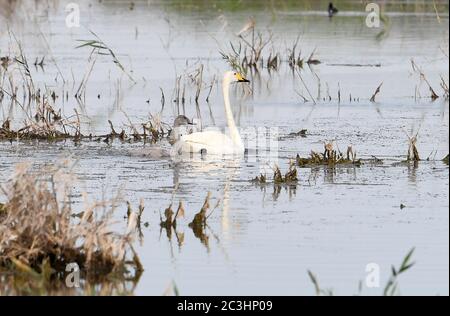 Fuhai, région autonome du Xinjiang à Uygur. 19 juin 2020. Des cygnes sont vus au parc national des zones humides du lac Ulungur, dans le comté de Fuhai, dans la région autonome du Xinjiang, dans le nord-ouest de la Chine, le 19 juin 2020. Credit: Sadat/Xinhua/Alay Live News Banque D'Images