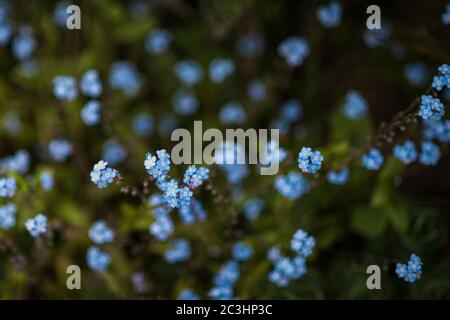 Les délicates fleurs minuscules bleu et fragile oublient-me-pas. Myosotis scorpioides. Banque D'Images