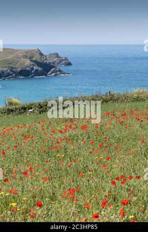 La vue spectaculaire des rhoeas de Poppies communes qui poussent dans un champ surplombant Polly Porth Joke dans le cadre du projet des champs arables sur Pentire Banque D'Images