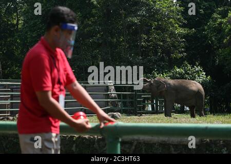 Les officiers portant des masques et des écrans faciaux mettent des marqueurs croisés pour garder la distance entre les visiteurs au Ragunan Wildlife Park, Jakarta, samedi 20 juin 2020. Un certain nombre d'aires de loisirs et de zoos dans la capitale de Jakarta ont été rouverts pour les visiteurs au cours de la troisième semaine de la phase d'ouverture de la première phase des nouvelles restrictions sociales à grande échelle normales ou transitoires (PSBB). Mais la réserve naturelle de Ragunan limite le nombre de visiteurs à 1000 personnes par jour, avec la mise en œuvre de protocoles de santé stricts. (Photo de Kuncoro Widyo Rumpoko/Pacific Press) Banque D'Images