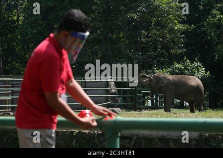 Les officiers portant des masques et des écrans faciaux mettent des marqueurs croisés pour garder la distance entre les visiteurs au Ragunan Wildlife Park, Jakarta, samedi 20 juin 2020. Un certain nombre d'aires de loisirs et de zoos dans la capitale de Jakarta ont été rouverts pour les visiteurs au cours de la troisième semaine de la phase d'ouverture de la première phase des nouvelles restrictions sociales à grande échelle normales ou transitoires (PSBB). Mais la réserve naturelle de Ragunan limite le nombre de visiteurs à 1000 personnes par jour, avec la mise en œuvre de protocoles de santé stricts. (Photo de Kuncoro Widyo Rumpoko/Pacific Press) Banque D'Images