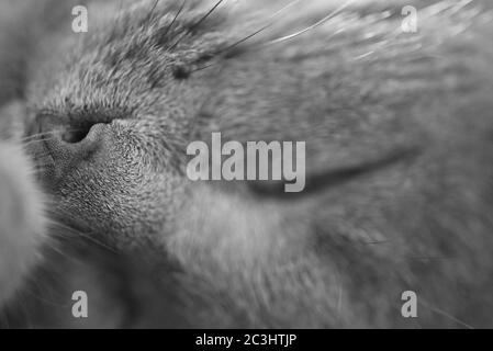 Russe Croix Bleue chat Sleeping Macro Banque D'Images