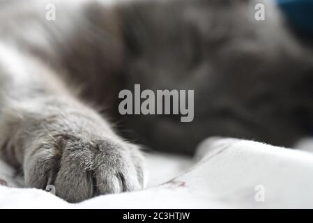Russe Blue Cross Cat Sleeping Paw Macro Banque D'Images