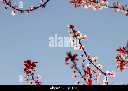 Détail des flotteurs en fleurs de ‘Prunus cerasifera nigra’ ou de cerisier noir Banque D'Images