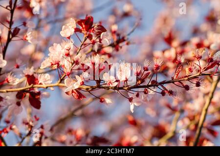 Détail de prunus cerasifera ou de la fleur de prune de cerise noire au début du printemps Banque D'Images